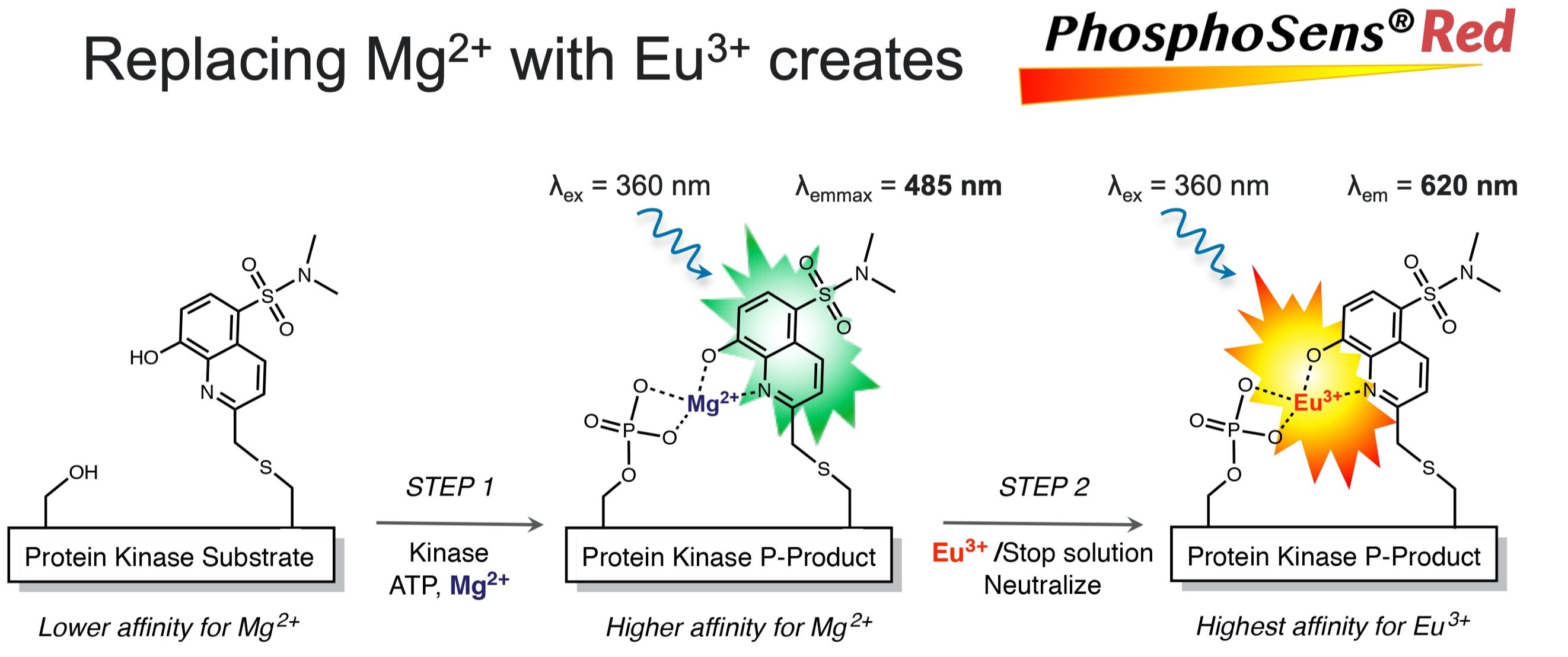 PhosphoSens Red End-Point Assay